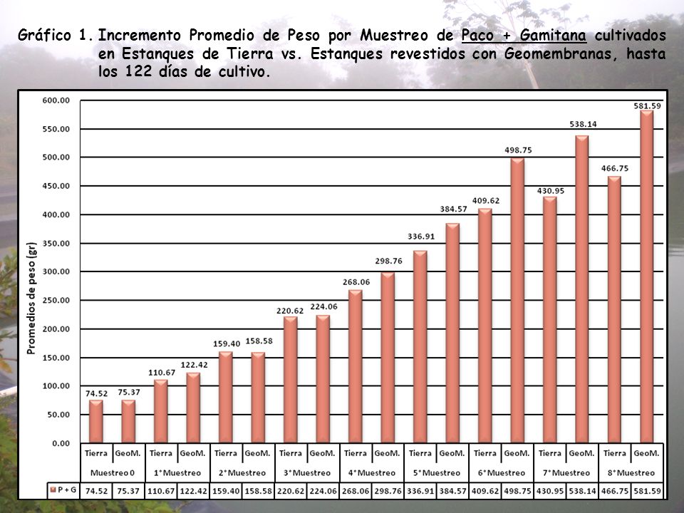 Gráfico 1. Incremento Promedio de Peso por Muestreo de Paco + Gamitana cultivados en Estanques de Tierra vs.