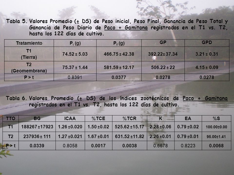Tabla 5. Valores Promedio (± DS) de Peso inicial, Peso Final, Ganancia de Peso Total y Ganancia de Peso Diario de Paco + Gamitana registrados en el T1 vs. T2, hasta los 122 días de cultivo.