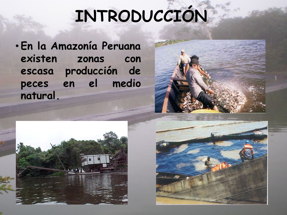 INTRODUCCIÓN En la Amazonía Peruana existen zonas con escasa producción de peces en el medio natural.