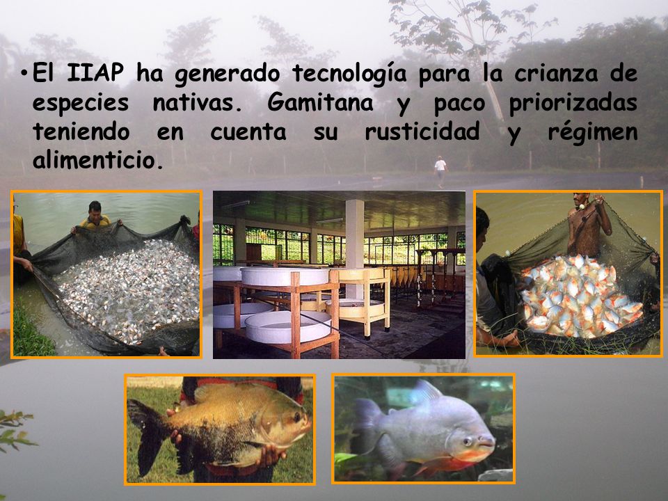 El IIAP ha generado tecnología para la crianza de especies nativas