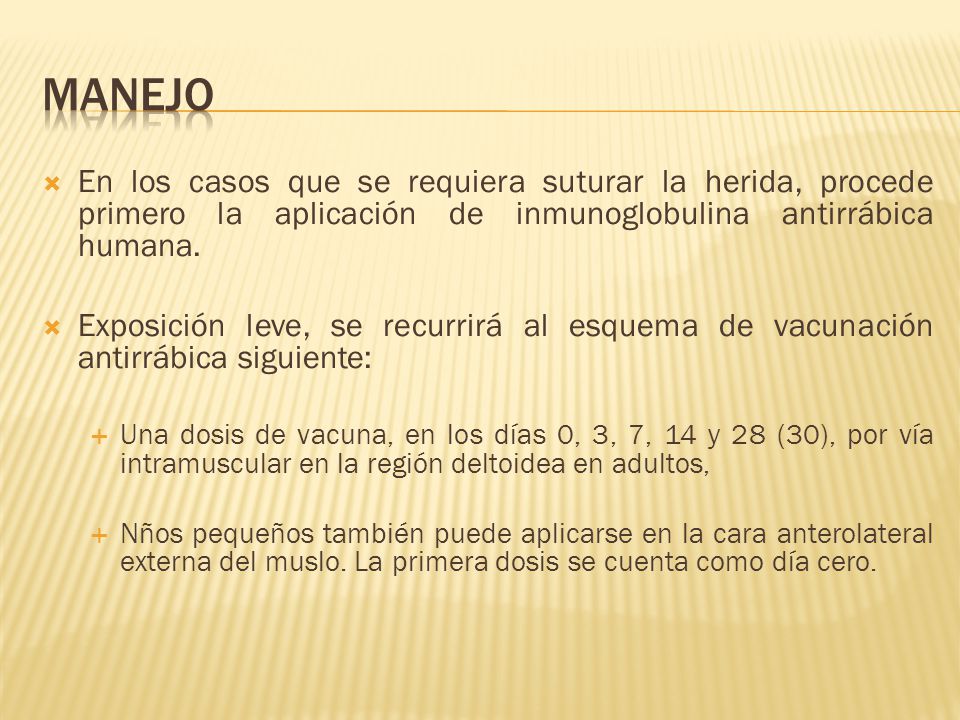 manejo En los casos que se requiera suturar la herida, procede primero la aplicación de inmunoglobulina antirrábica humana.