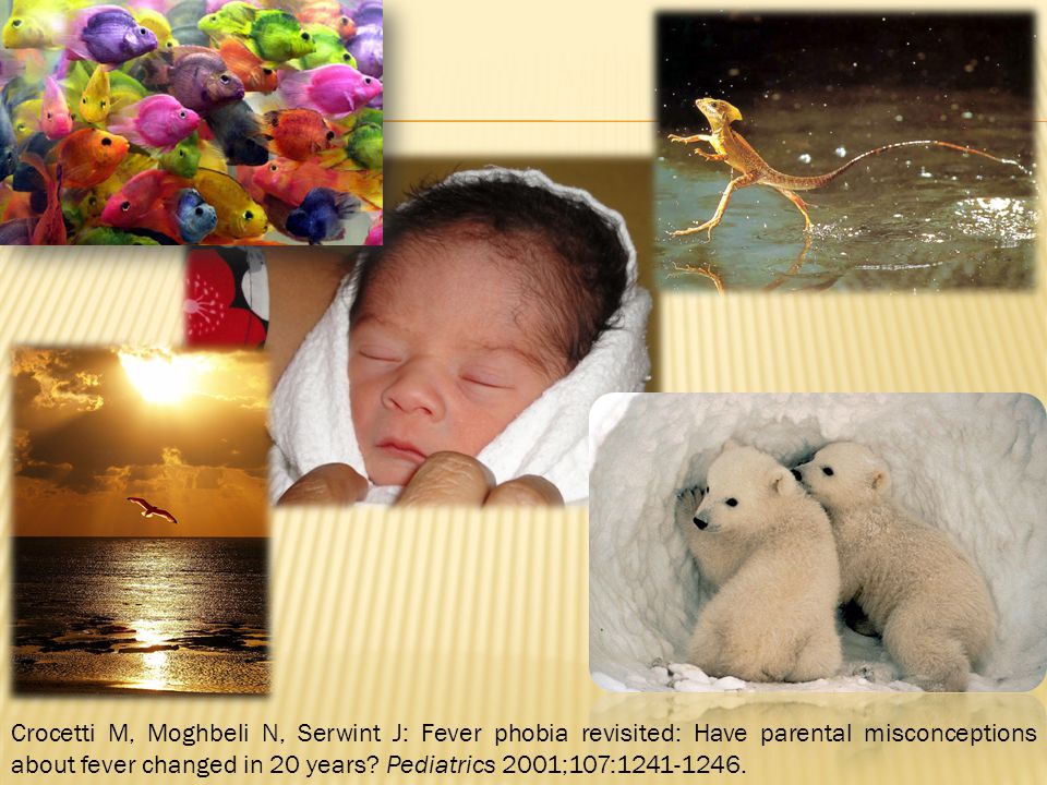 Crocetti M, Moghbeli N, Serwint J: Fever phobia revisited: Have parental misconceptions about fever changed in 20 years Pediatrics 2001;107:
