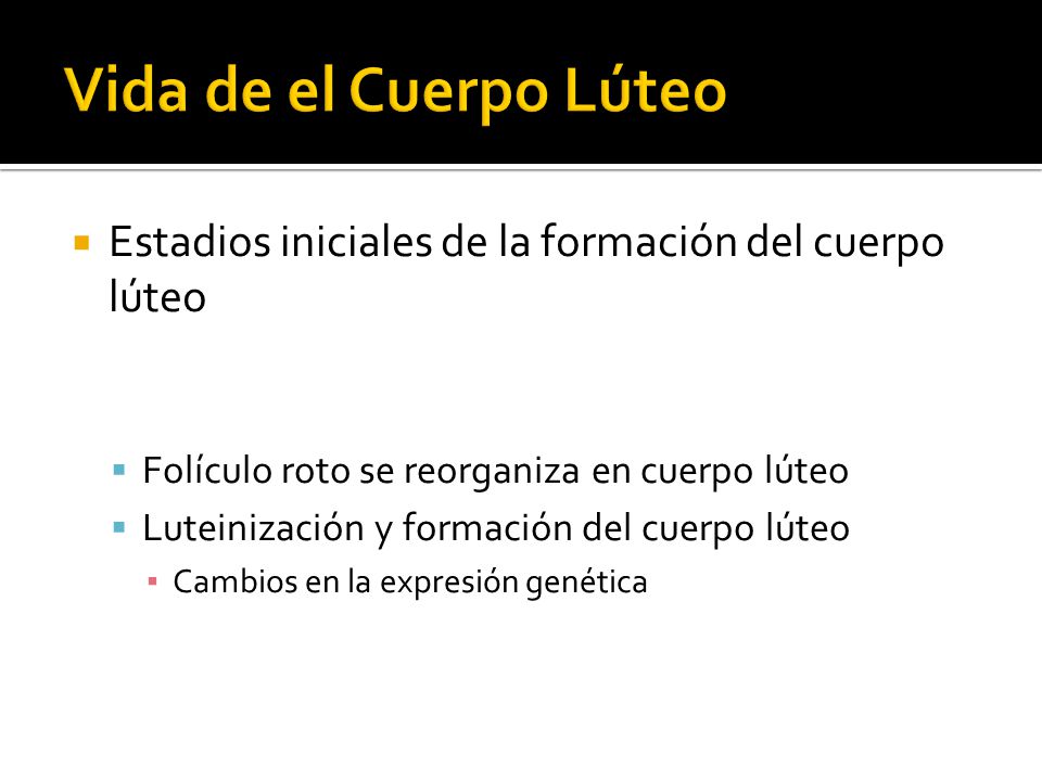 Vida de el Cuerpo Lúteo Estadios iniciales de la formación del cuerpo lúteo. Folículo roto se reorganiza en cuerpo lúteo.
