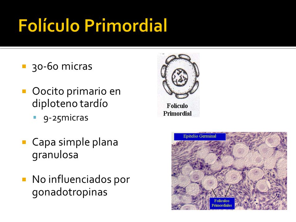 Folículo Primordial micras Oocito primario en diploteno tardío