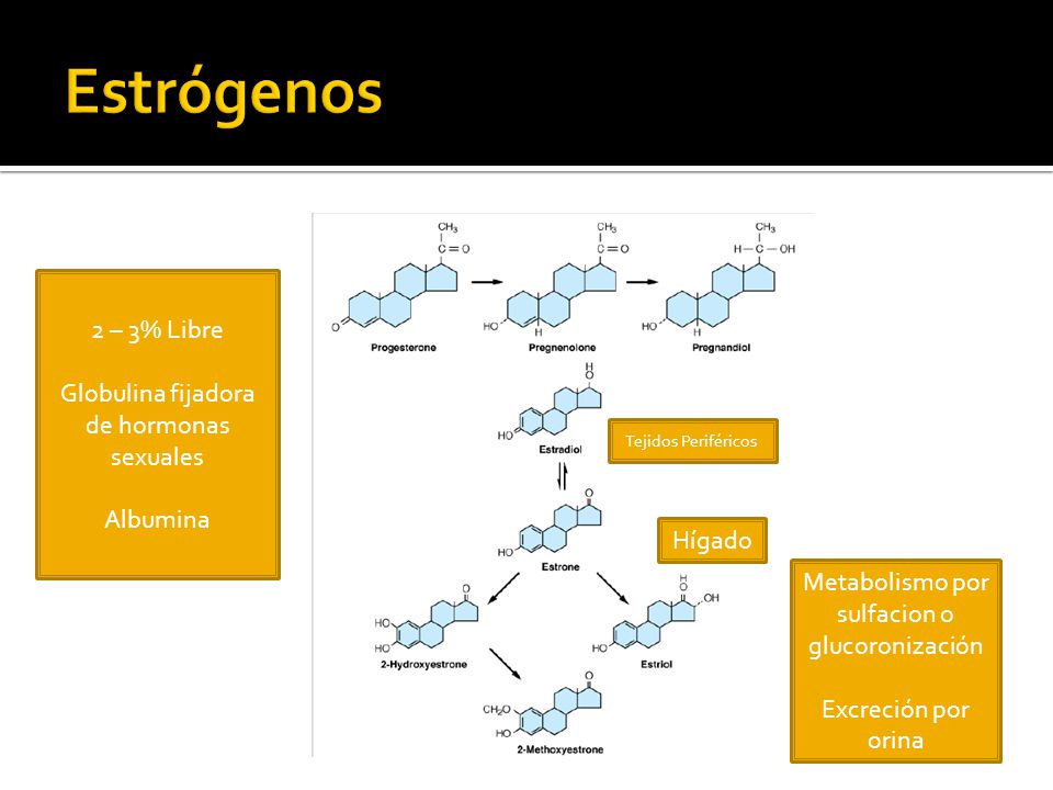 Estrógenos 2 – 3% Libre Globulina fijadora de hormonas sexuales