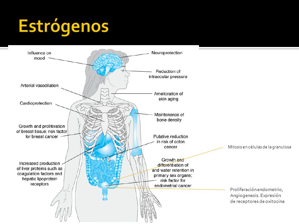Estrógenos Mitosis en células de la granulosa. Proliferación endometrio, Angiogenesis.