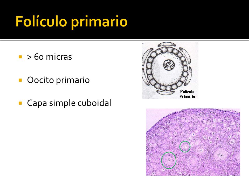 Folículo primario > 60 micras Oocito primario Capa simple cuboidal
