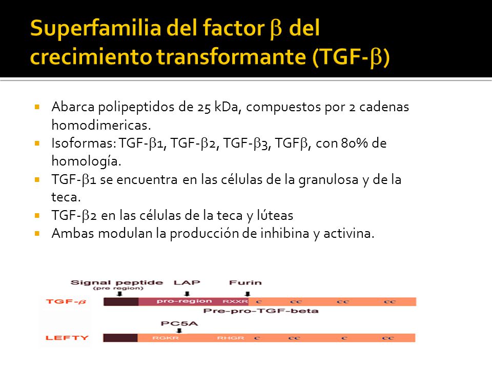 Superfamilia del factor b del crecimiento transformante (TGF-b)