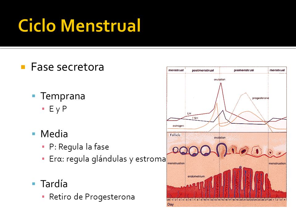 Ciclo Menstrual Fase secretora Temprana Media Tardía E y P