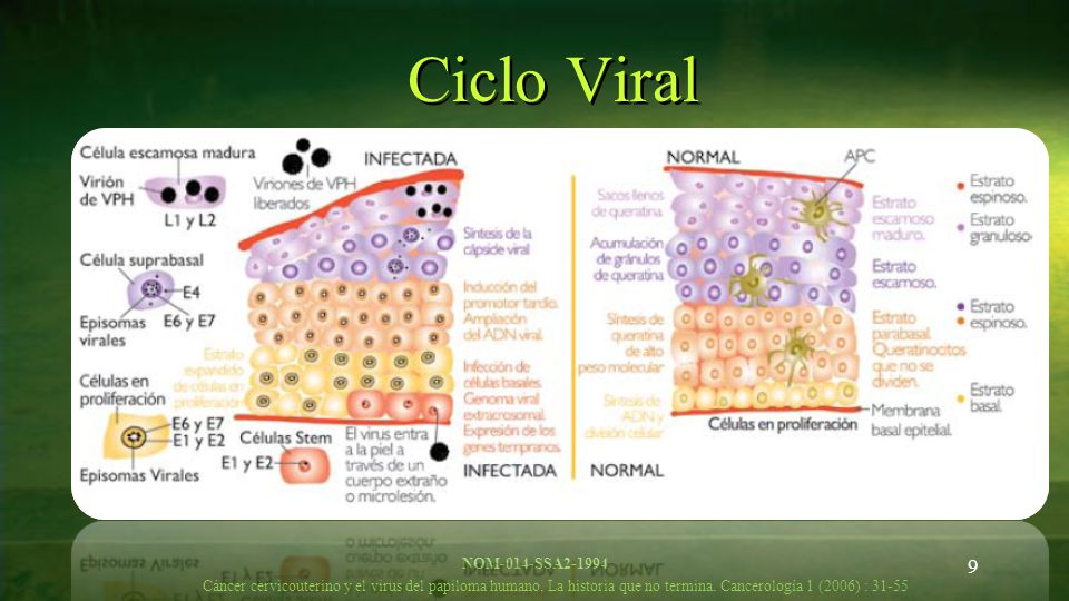 Ciclo Viral NOM-014-SSA Cáncer cervicouterino y el virus del papiloma humano.
