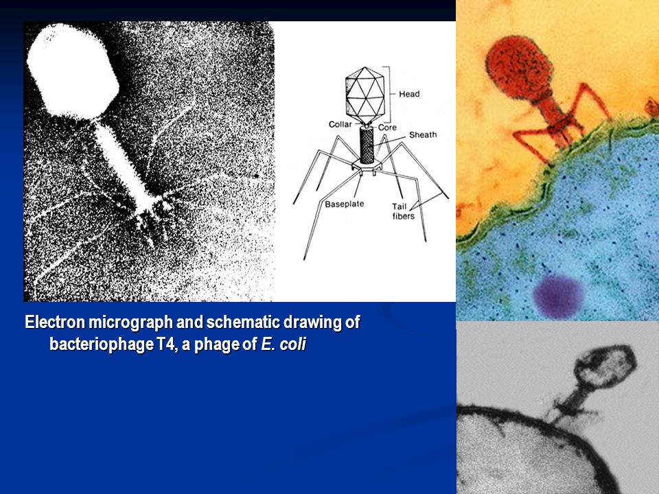 Electron micrograph and schematic drawing of bacteriophage T4, a phage of E. coli