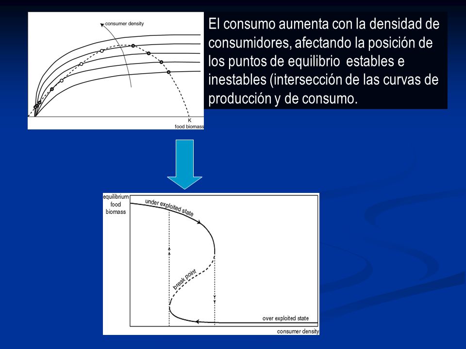 El consumo aumenta con la densidad de consumidores, afectando la posición de los puntos de equilibrio estables e inestables (intersección de las curvas de producción y de consumo.
