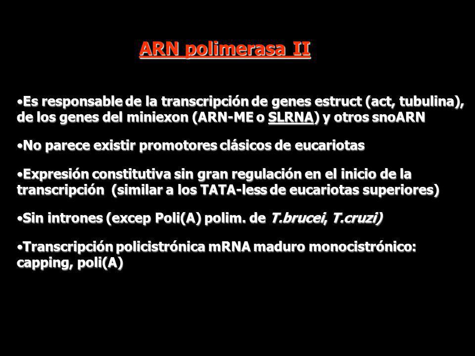 ARN polimerasa II Es responsable de la transcripción de genes estruct (act, tubulina), de los genes del miniexon (ARN-ME o SLRNA) y otros snoARN.