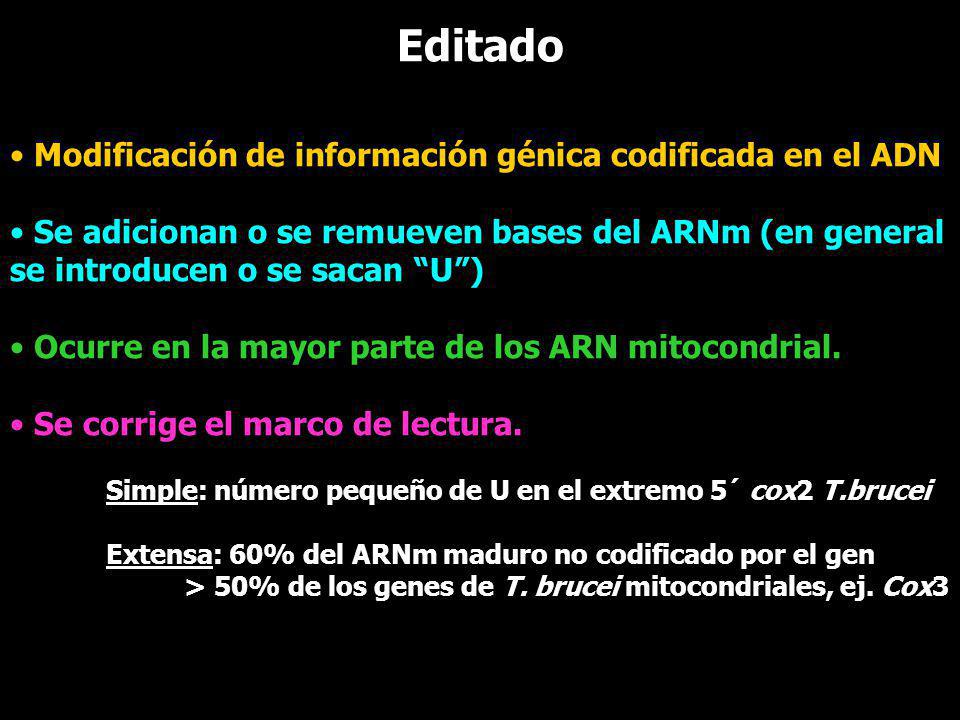 Editado Modificación de información génica codificada en el ADN