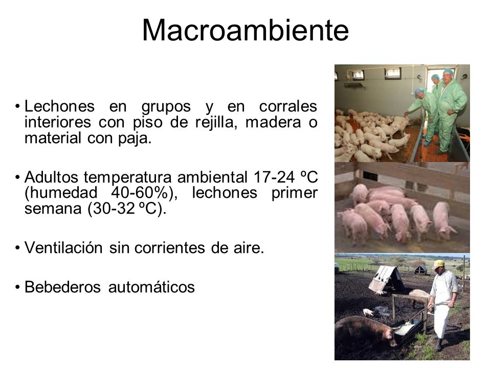Macroambiente Lechones en grupos y en corrales interiores con piso de rejilla, madera o material con paja.