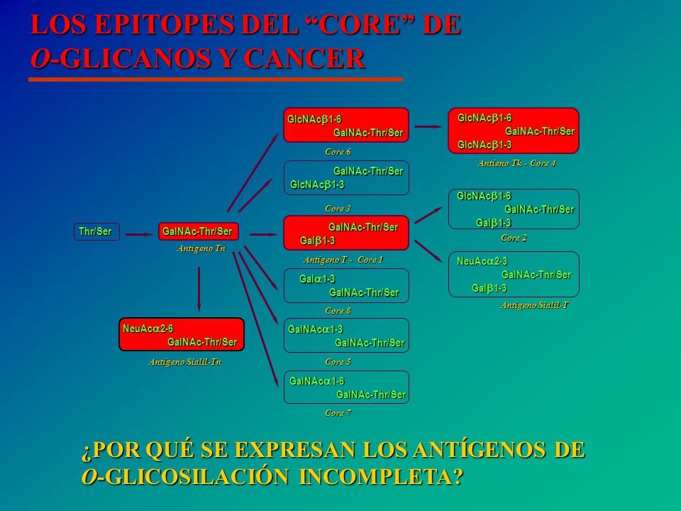 LOS EPITOPES DEL CORE DE O-GLICANOS Y CANCER