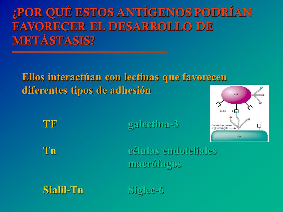 ¿POR QUÉ ESTOS ANTÍGENOS PODRÍAN FAVORECER EL DESARROLLO DE METÁSTASIS