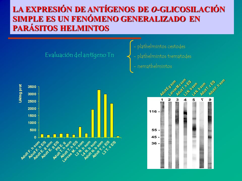 ¿EL ANTIGENO Tn SE EXPRESA TAMBIÉN EN OTROS PARÁSITOS HELMINTOS