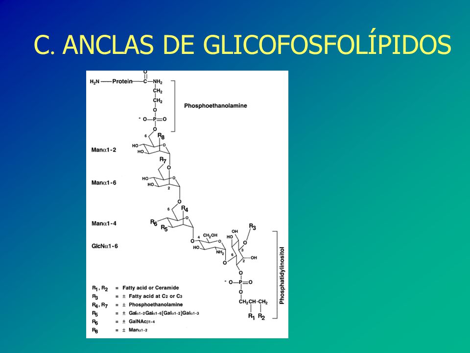 C. ANCLAS DE GLICOFOSFOLÍPIDOS