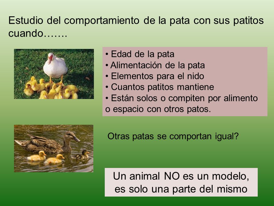 Estudio del comportamiento de la pata con sus patitos cuando…….