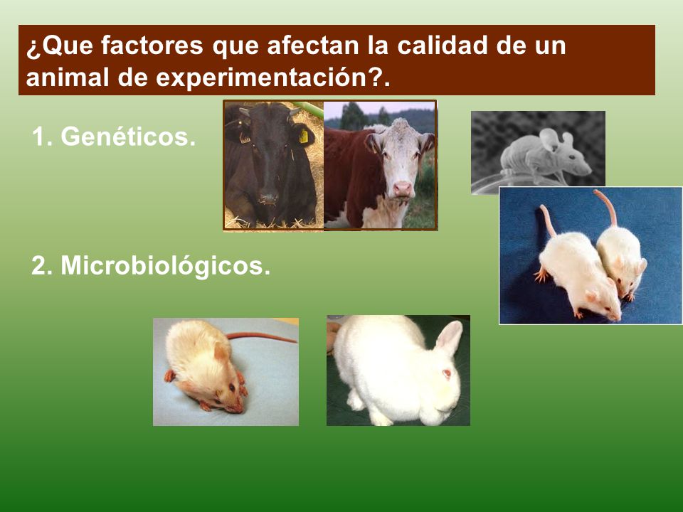 ¿Que factores que afectan la calidad de un animal de experimentación .