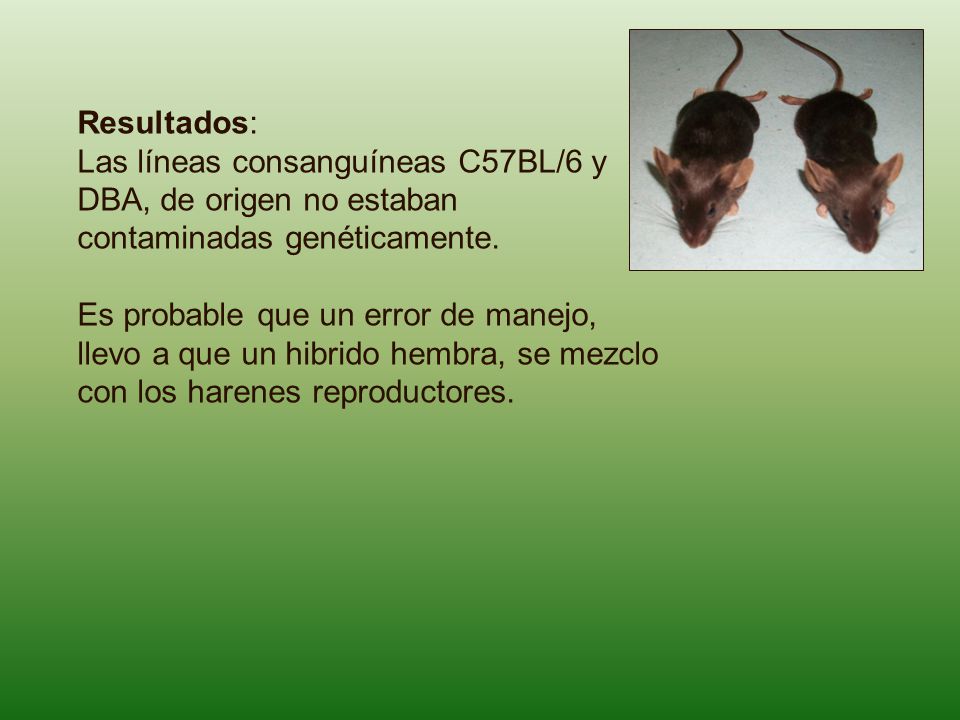 Resultados: Las líneas consanguíneas C57BL/6 y DBA, de origen no estaban contaminadas genéticamente.