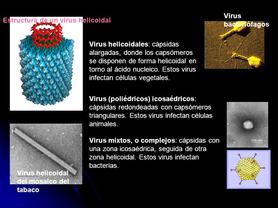 Virus bacteriófagos Estructura de un virus helicoidal.