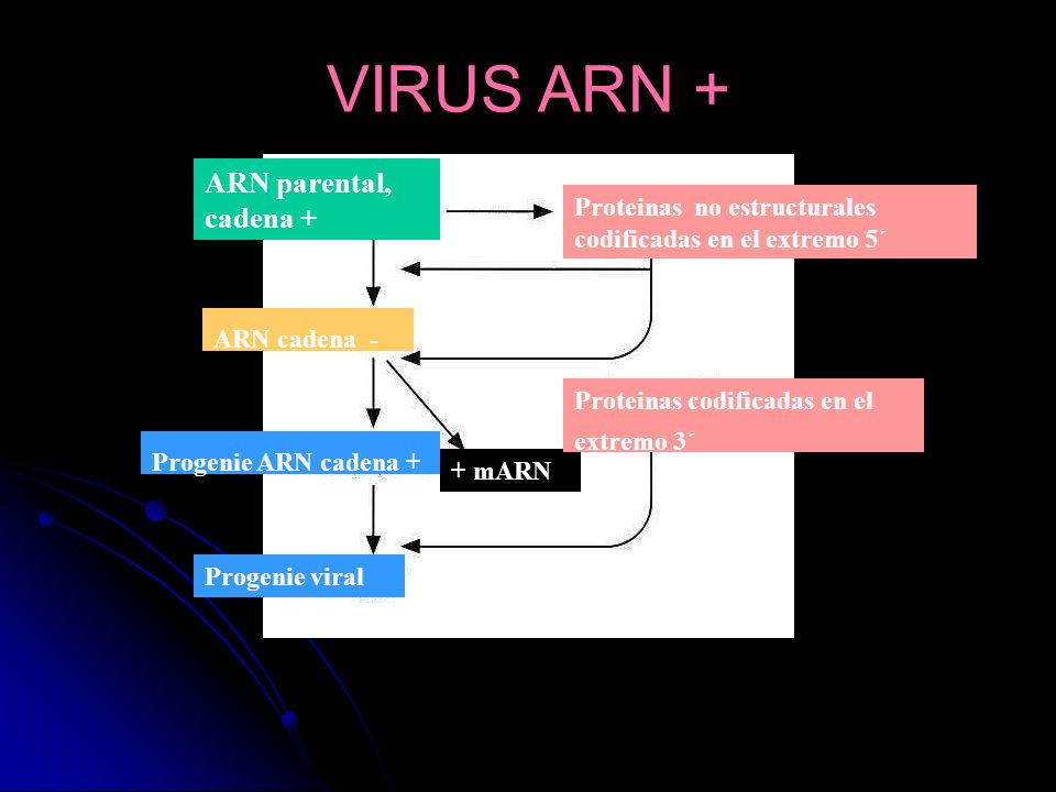 VIRUS ARN + ARN parental, cadena +