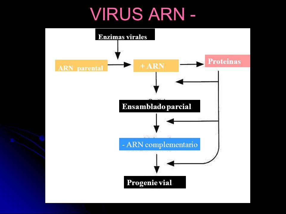 VIRUS ARN - Proteinas + ARN Ensamblado parcial - ARN complementario
