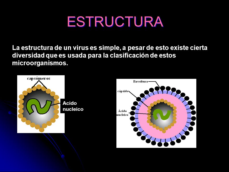 ESTRUCTURA La estructura de un virus es simple, a pesar de esto existe cierta diversidad que es usada para la clasificación de estos microorganismos.