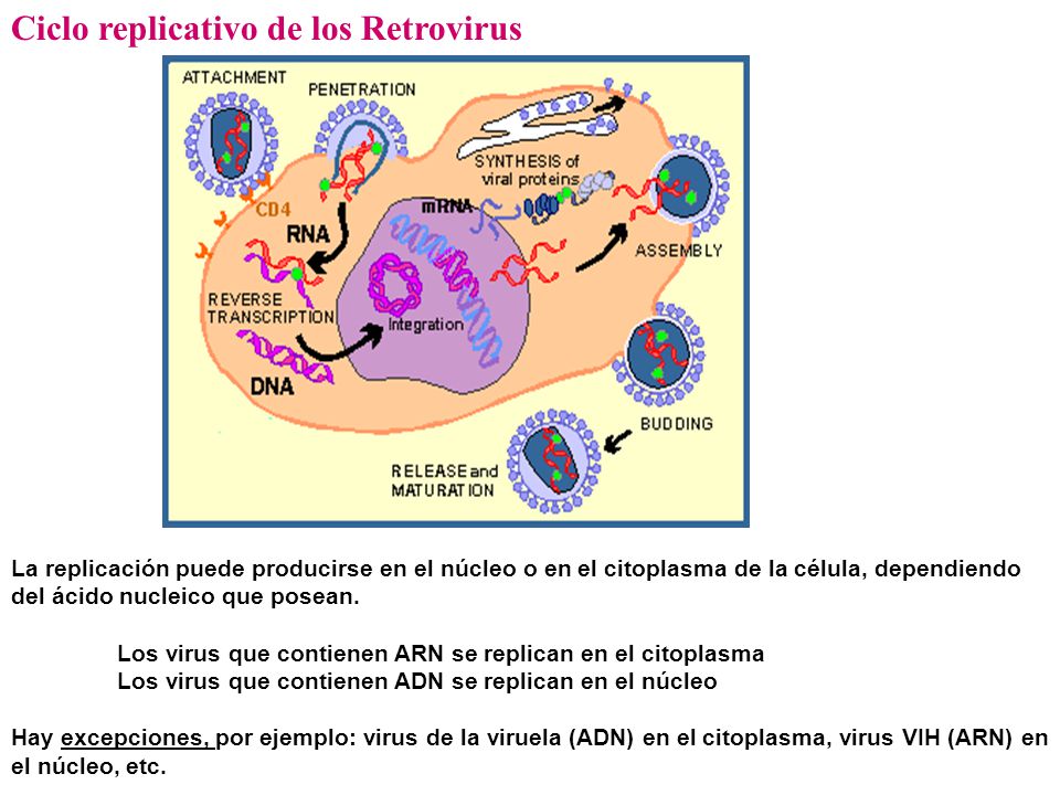 Ciclo replicativo de los Retrovirus