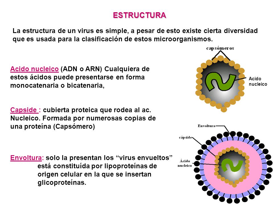 ESTRUCTURA La estructura de un virus es simple, a pesar de esto existe cierta diversidad que es usada para la clasificación de estos microorganismos.