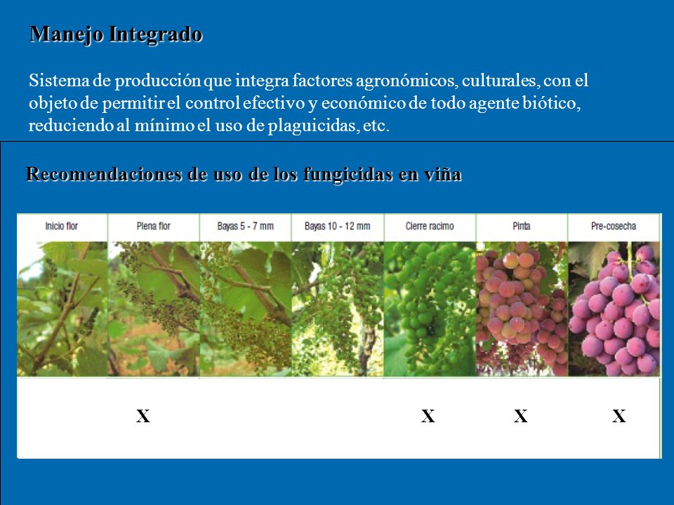Manejo Integrado Recomendaciones de uso de los fungicidas en viña