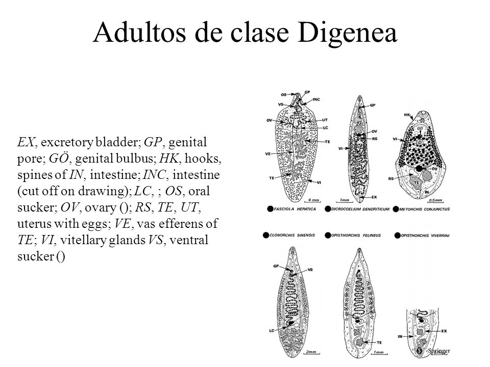 Adultos de clase Digenea