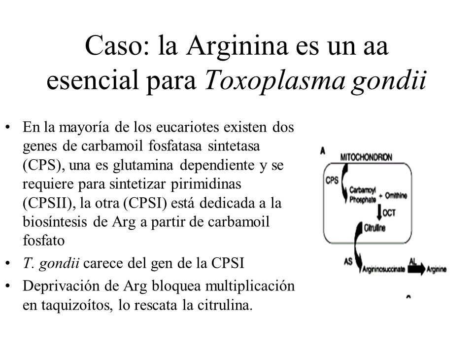 Caso: la Arginina es un aa esencial para Toxoplasma gondii