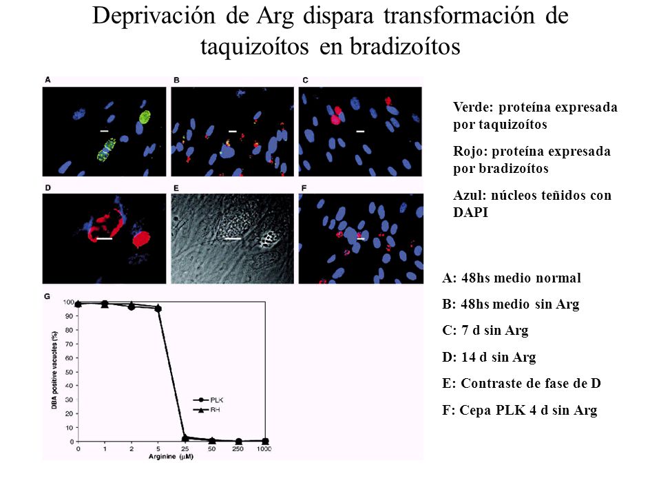 Deprivación de Arg dispara transformación de taquizoítos en bradizoítos