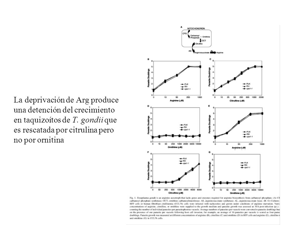 La deprivación de Arg produce una detención del crecimiento en taquizoítos de T.
