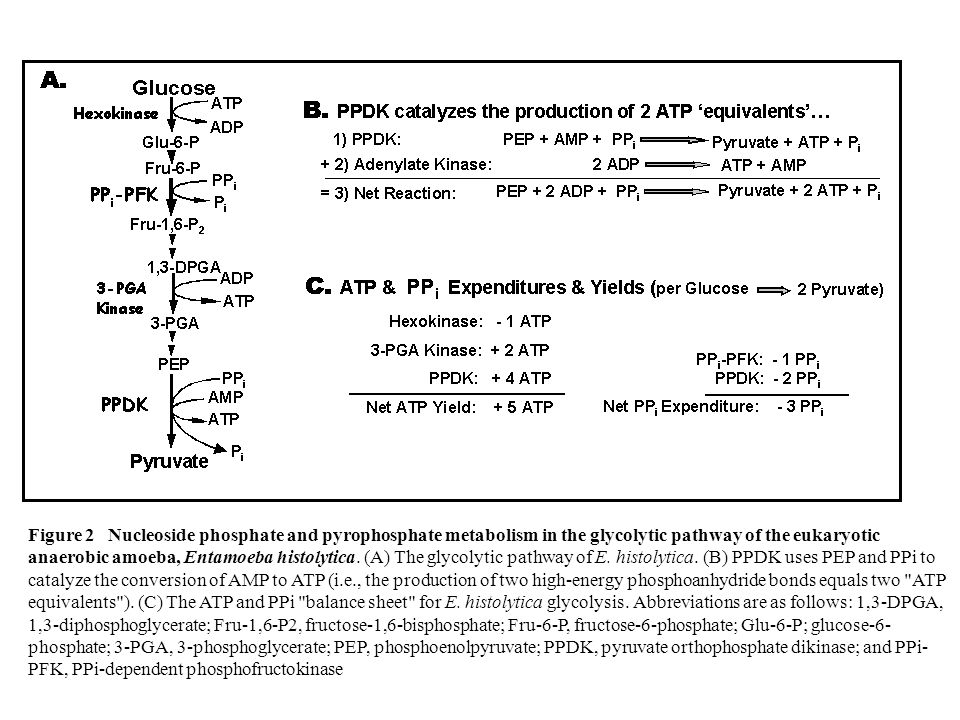 Figure 2 Nucleoside phosphate and pyrophosphate metabolism in the glycolytic pathway of the eukaryotic anaerobic amoeba, Entamoeba histolytica.