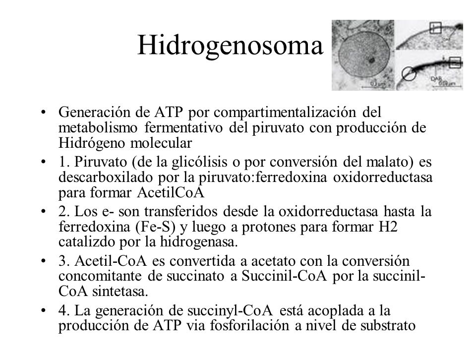 Hidrogenosoma Generación de ATP por compartimentalización del metabolismo fermentativo del piruvato con producción de Hidrógeno molecular.