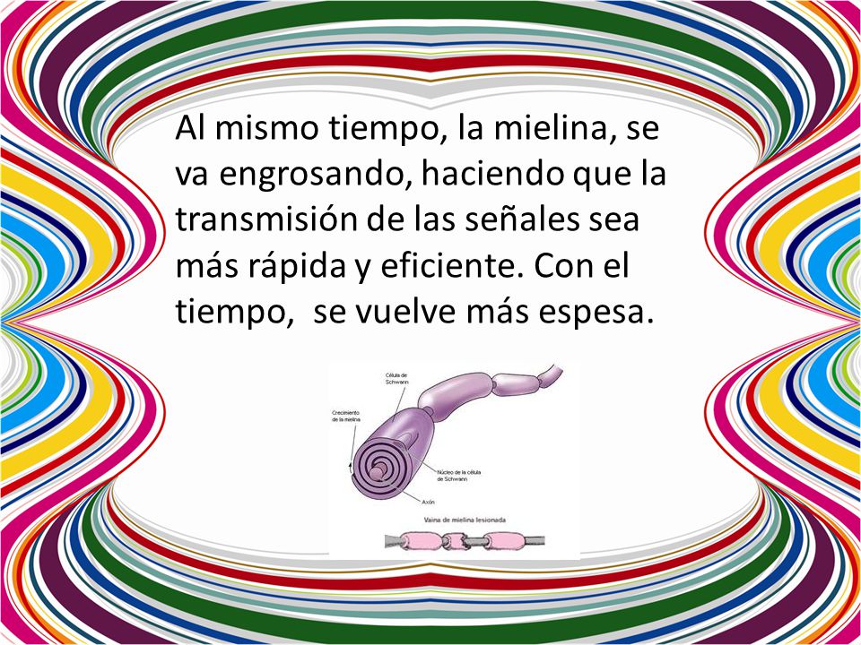 Al mismo tiempo, la mielina, se va engrosando, haciendo que la transmisión de las señales sea más rápida y eficiente.