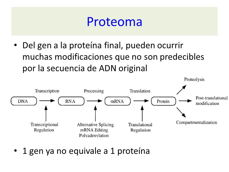 Proteoma Del gen a la proteína final, pueden ocurrir muchas modificaciones que no son predecibles por la secuencia de ADN original.