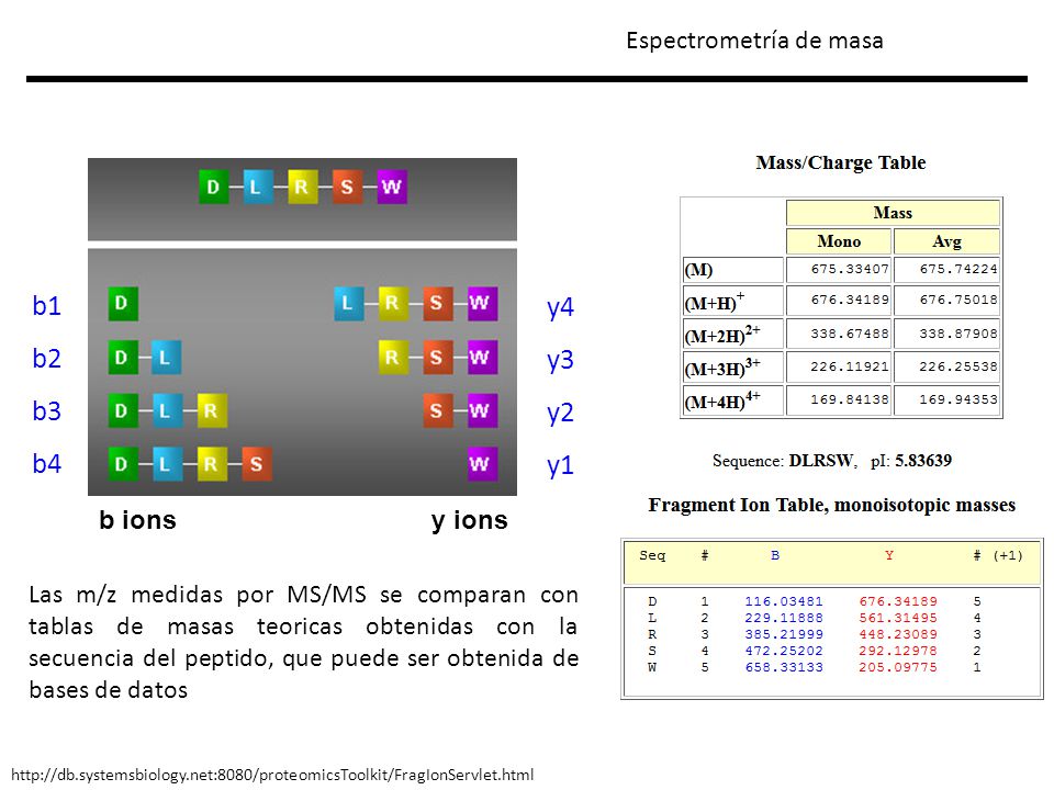 b1 y4 b2 y3 b3 y2 b4 y1 Espectrometría de masa y ions b ions
