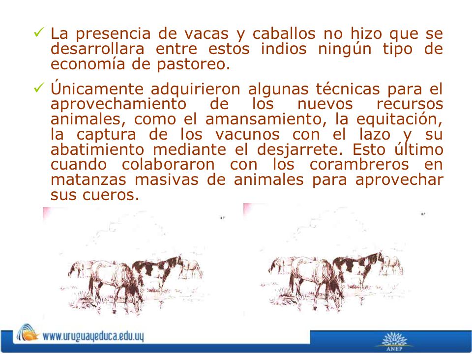 La presencia de vacas y caballos no hizo que se desarrollara entre estos indios ningún tipo de economía de pastoreo.
