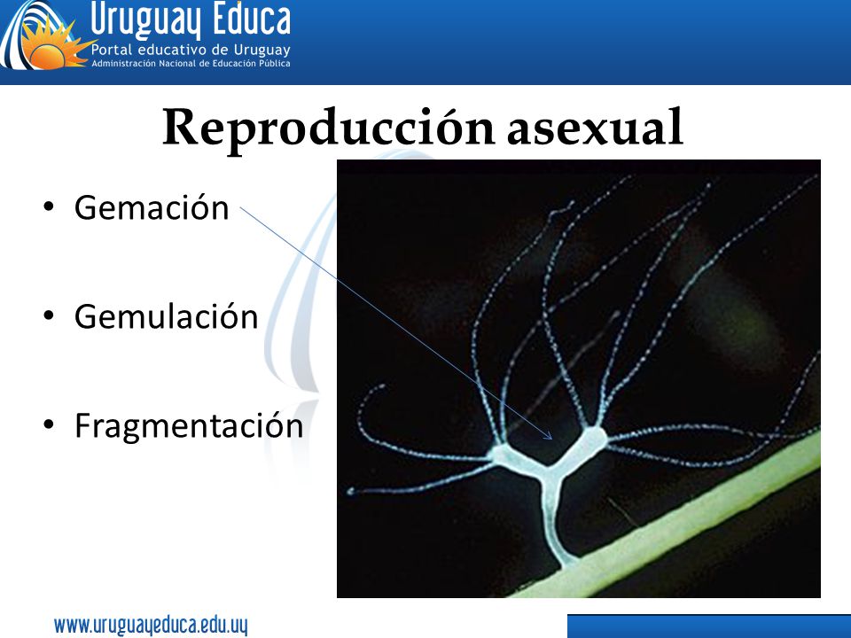 Reproducción asexual Gemación Gemulación Fragmentación
