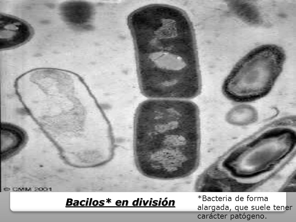 *Bacteria de forma alargada, que suele tener carácter patógeno.