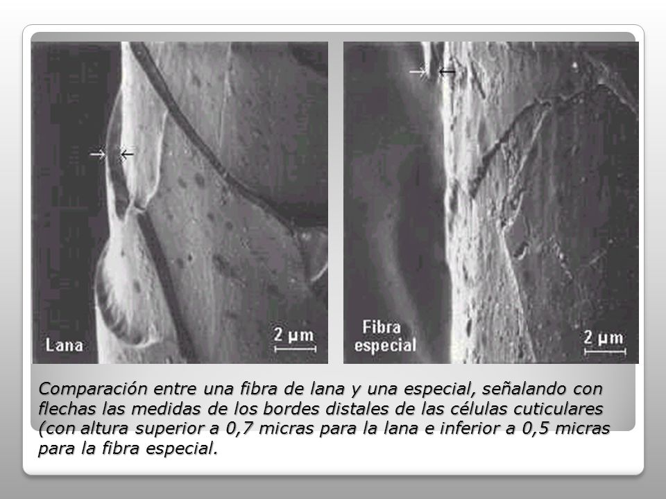 Comparación entre una fibra de lana y una especial, señalando con flechas las medidas de los bordes distales de las células cuticulares (con altura superior a 0,7 micras para la lana e inferior a 0,5 micras para la fibra especial.