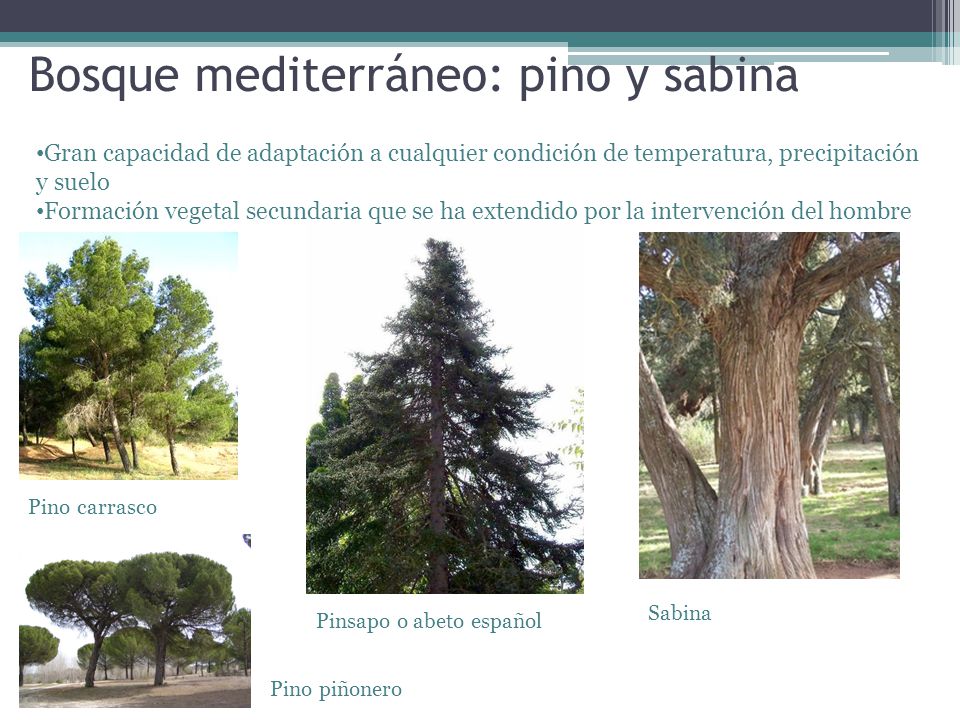 Bosque mediterráneo: pino y sabina