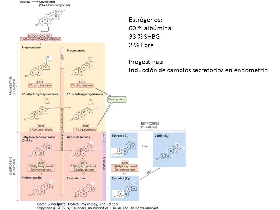 Estrógenos: 60 % albúmina. 38 % SHBG. 2 % libre.