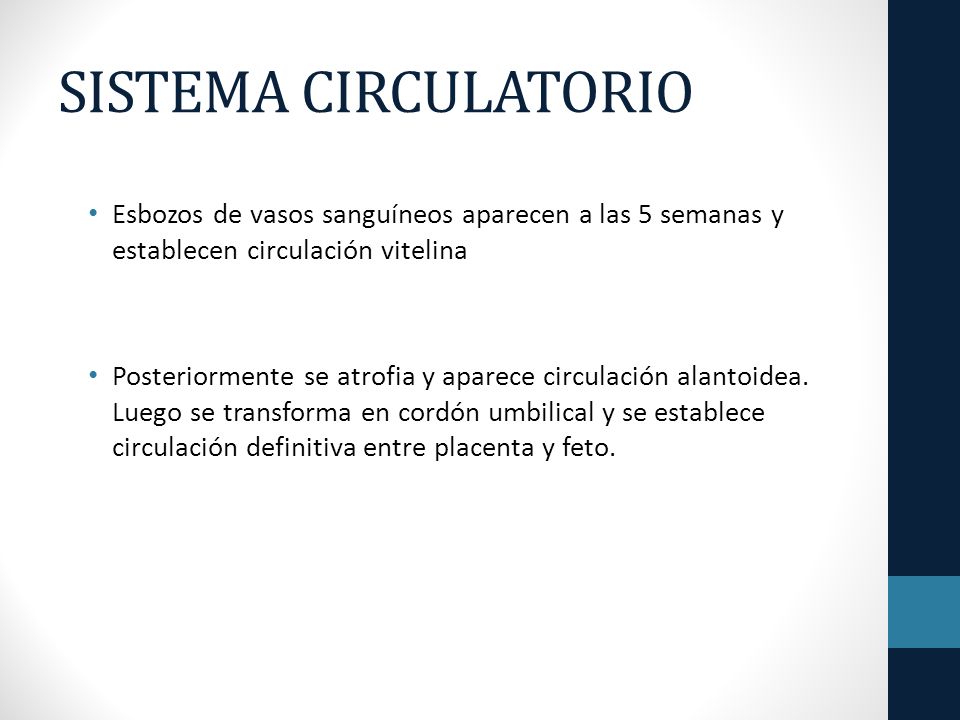 SISTEMA CIRCULATORIO Esbozos de vasos sanguíneos aparecen a las 5 semanas y establecen circulación vitelina.