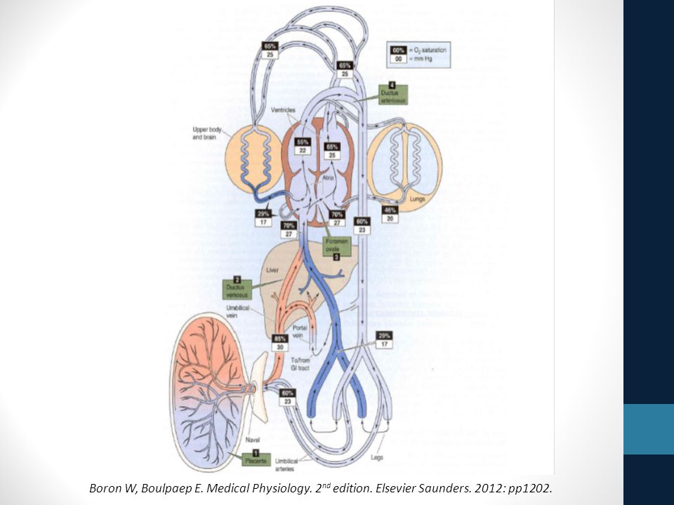 Boron W, Boulpaep E. Medical Physiology. 2nd edition. Elsevier Saunders. 2012: pp1202.